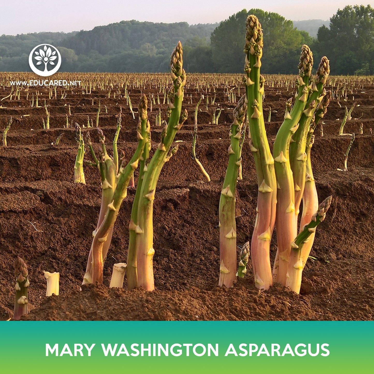 Mary Washington Asparagus Seeds