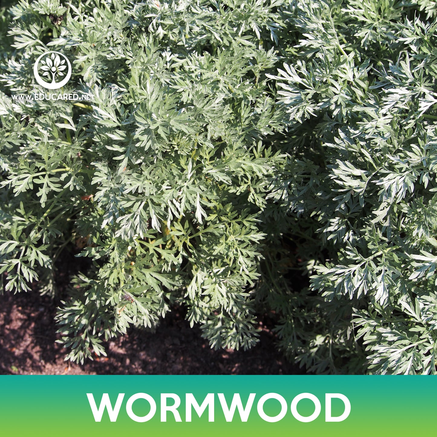 Wormwood Seeds, Artemisia absinthium