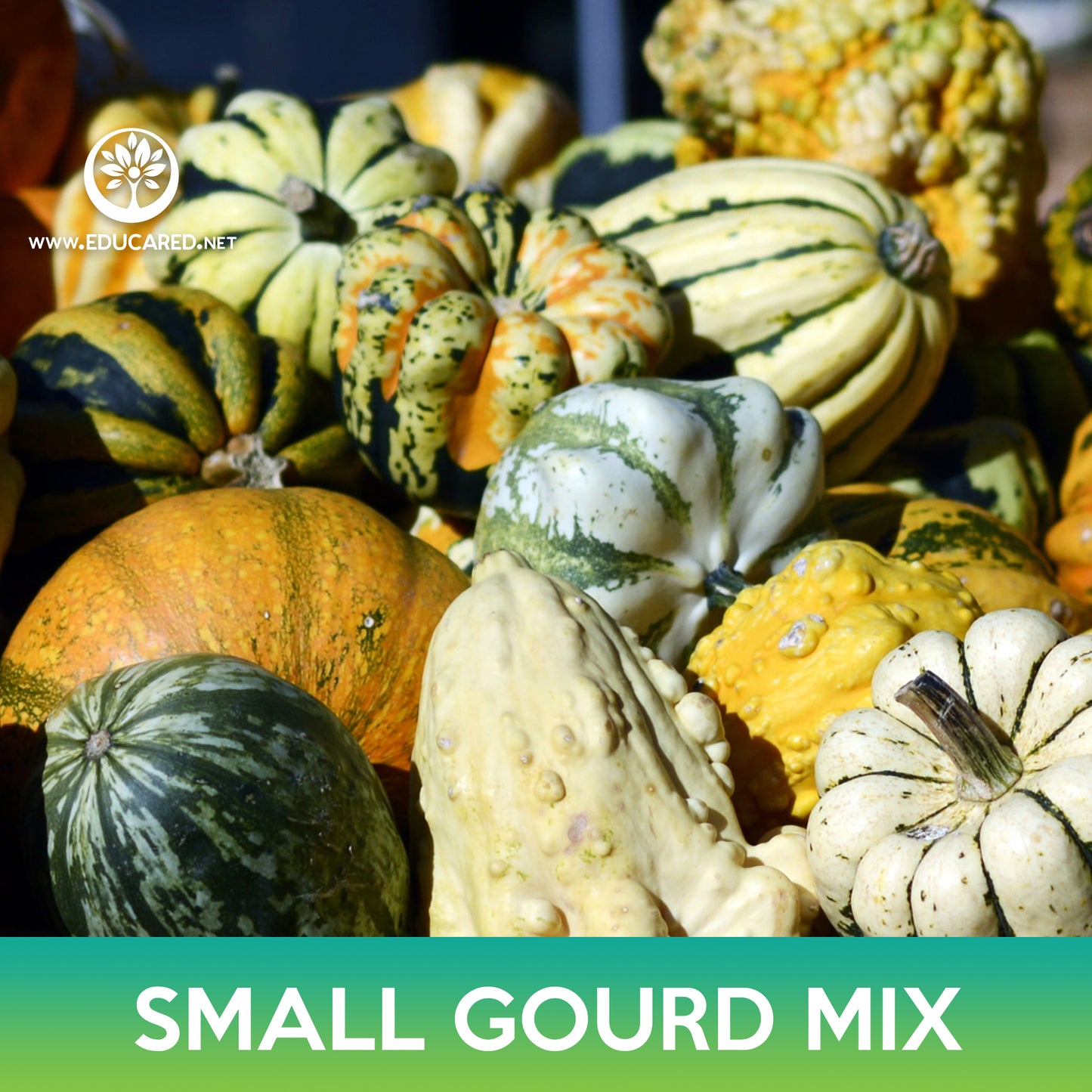 Small Gourd Mix Seeds