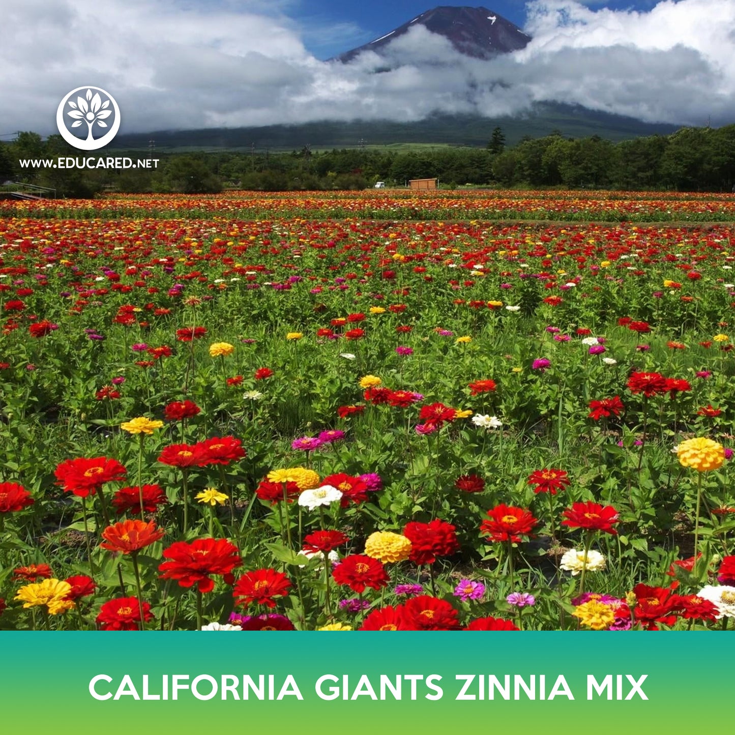 California Giants Zinnia Mix Seed, Zinnia elegans