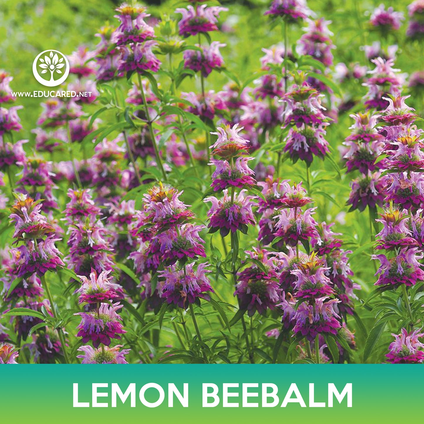 Lemon Beebalm Seeds, Lemon Mint