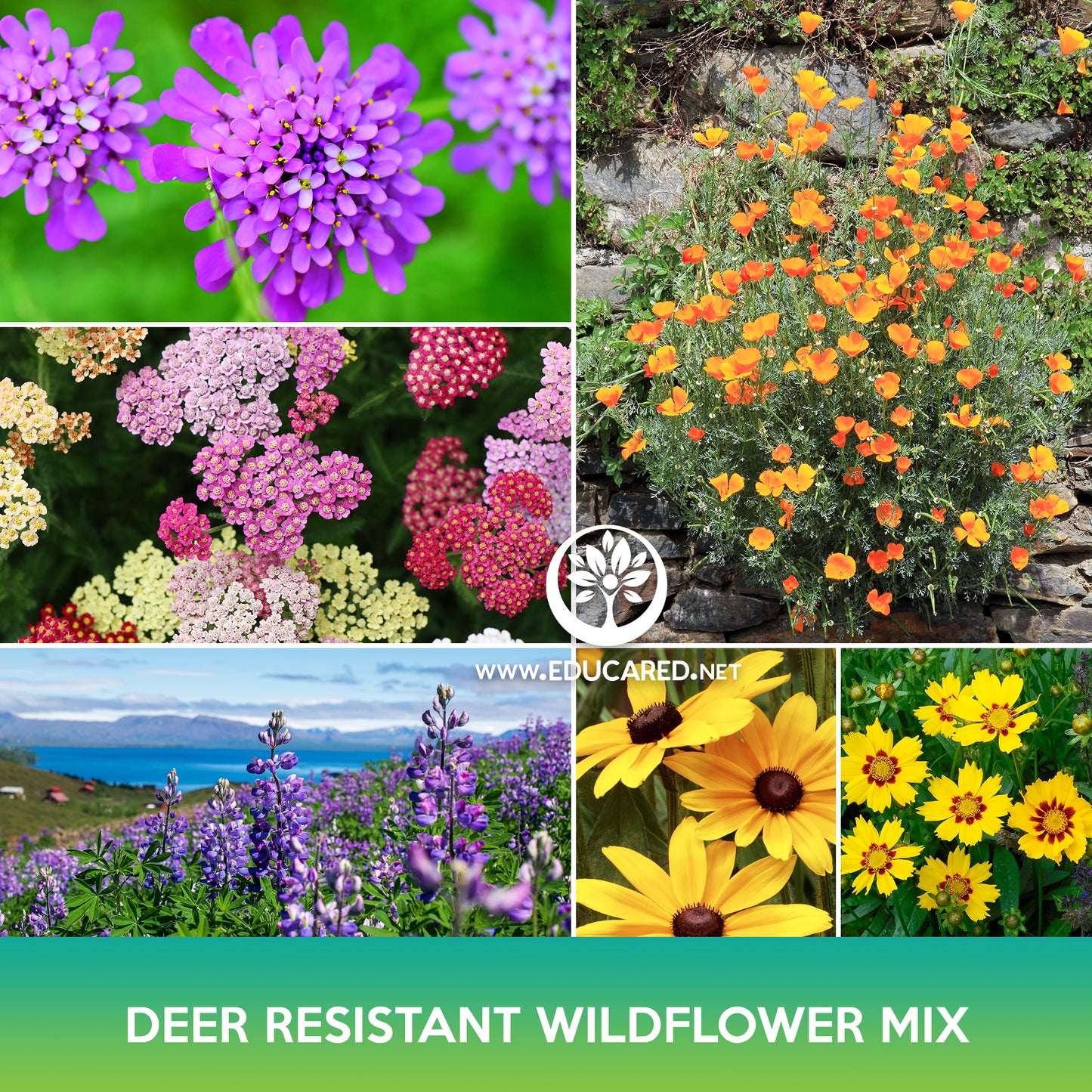 Deer Resistant Wildflower Mix Seeds