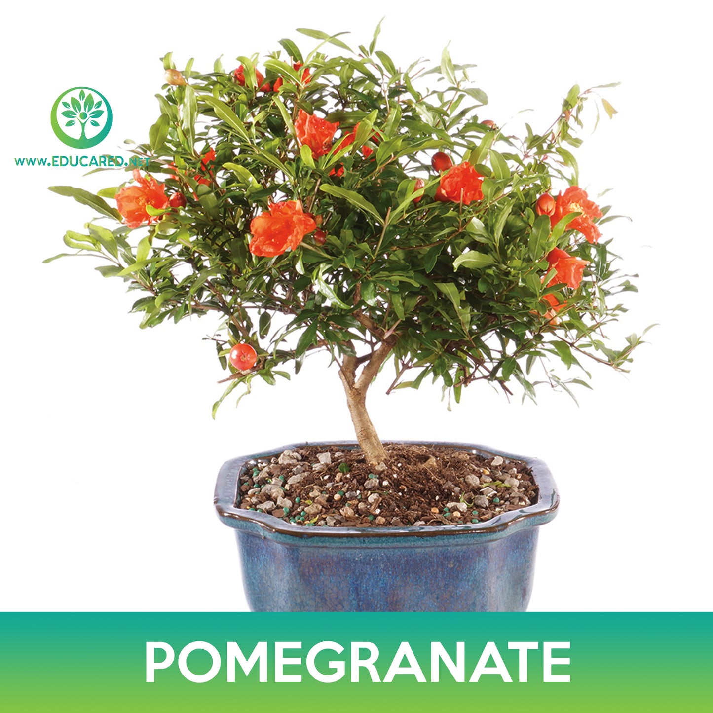 Pomegranate Tree Seeds, Punica granatum