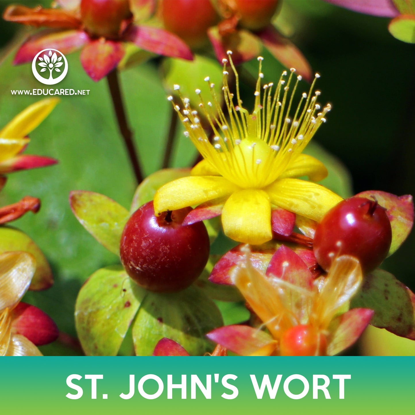 St. John's Wort Seeds
