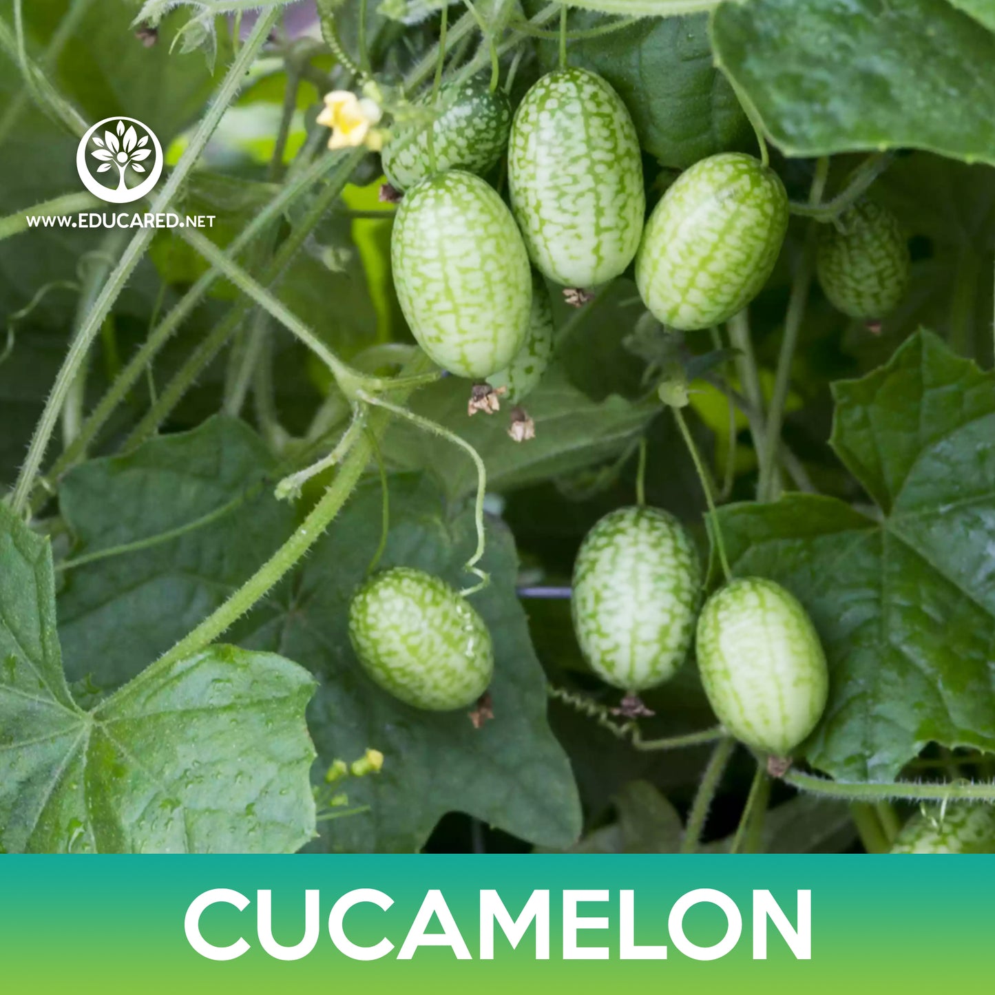 Cucamelon Seeds, Mouse Melon, Mexican Sour Gherkin
