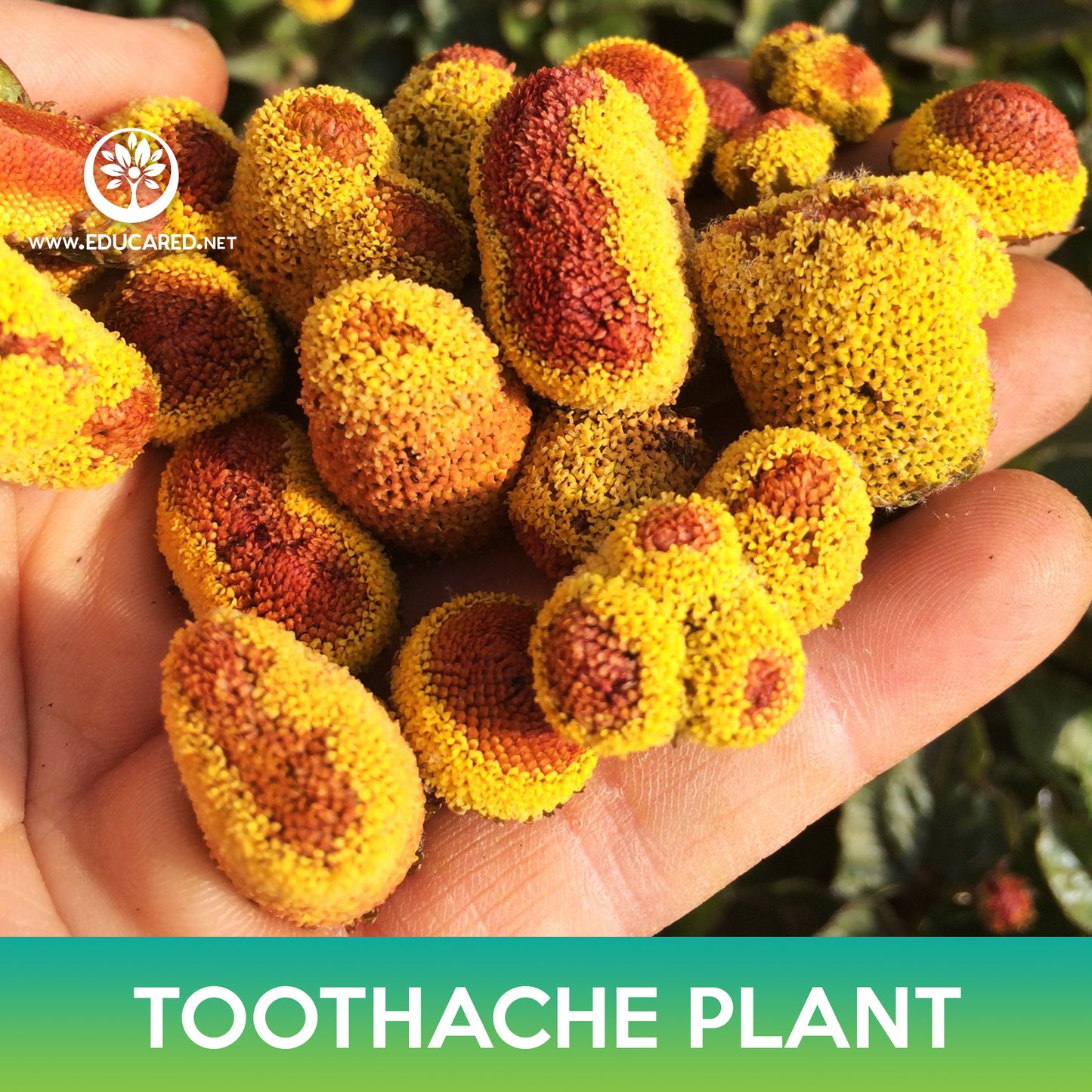 Toothache Plant Seeds, Eyeball Plant, Acmella oleracea