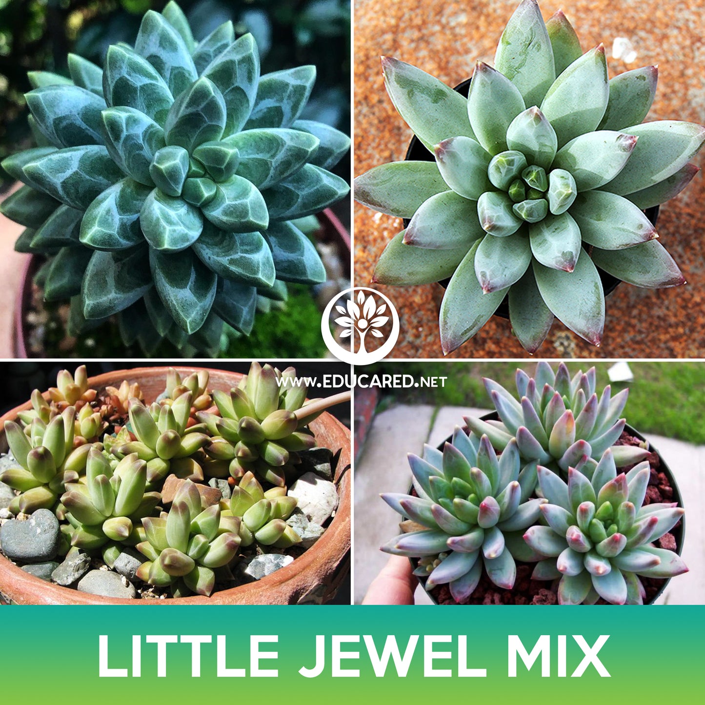 Little Jewel Succulent Seeds (Pachyphytum compactum)