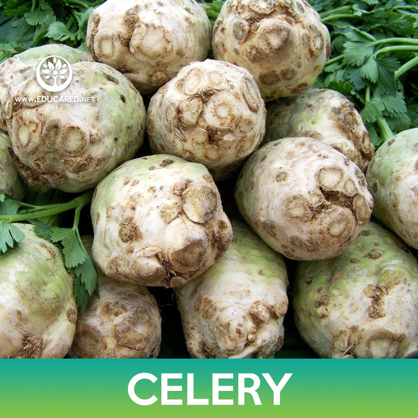 Tall Utah Celery Seeds