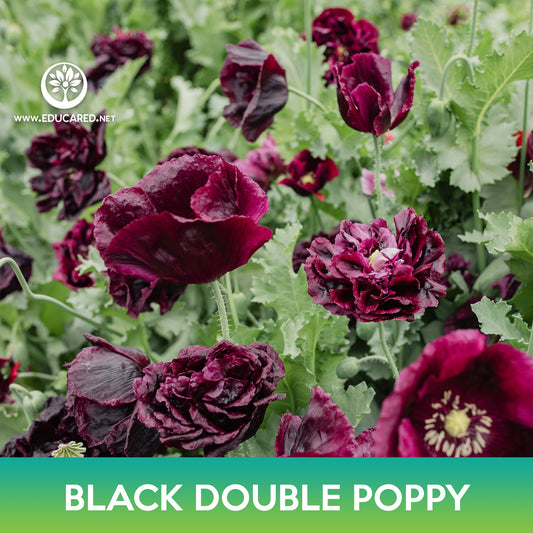 Black Double Poppy Seeds