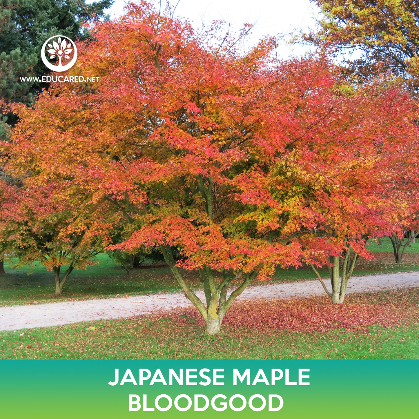 Bloodgood Japanese Maple Seeds, Acer palmatum atropurpureum