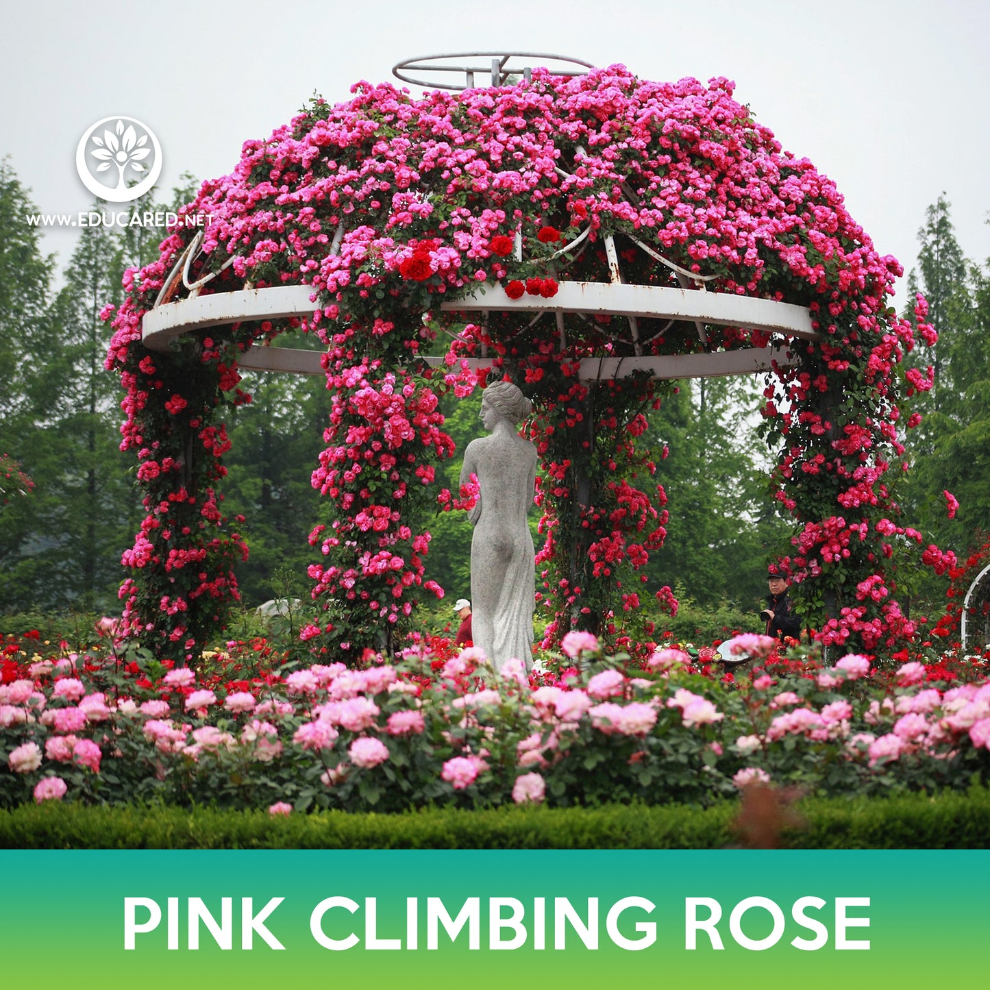 Pink Climbing Rose Seeds