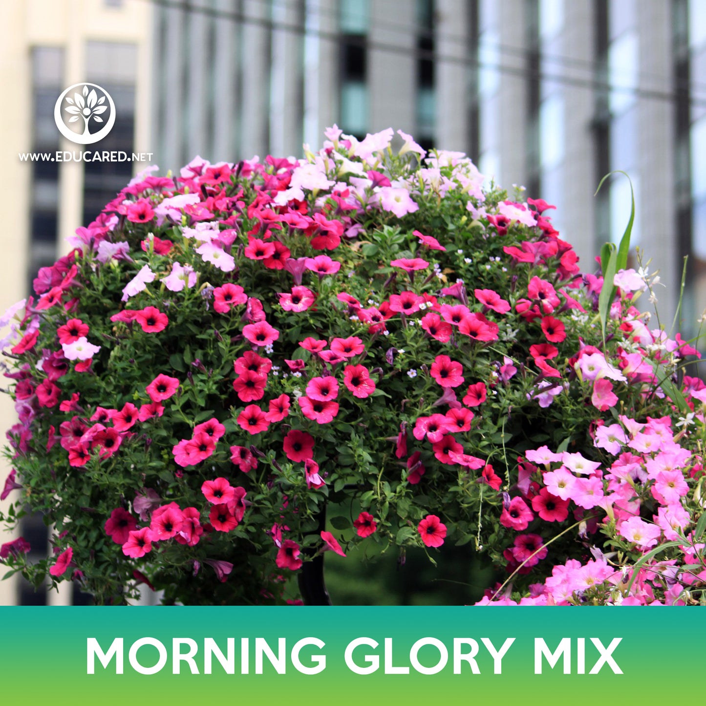 Morning Glory Mix Seeds