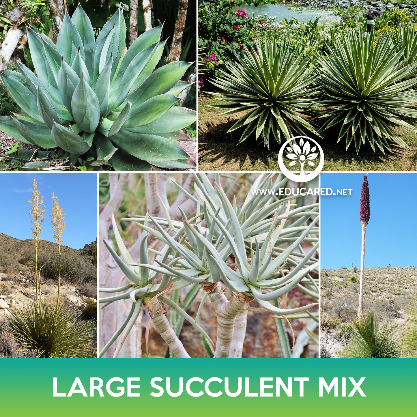Large Succulent Seeds Mix