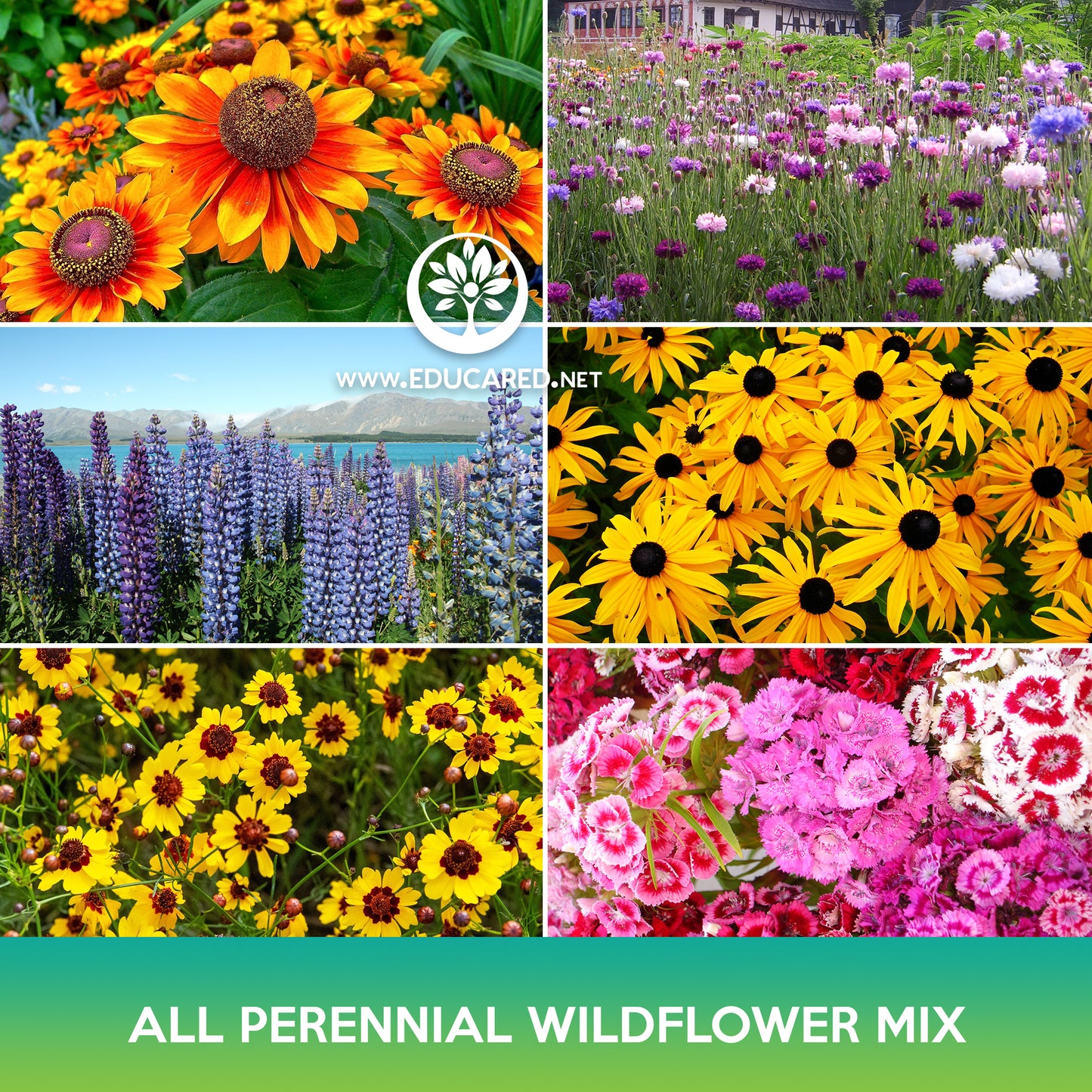 All Perennial Wildflowers Mix Seeds