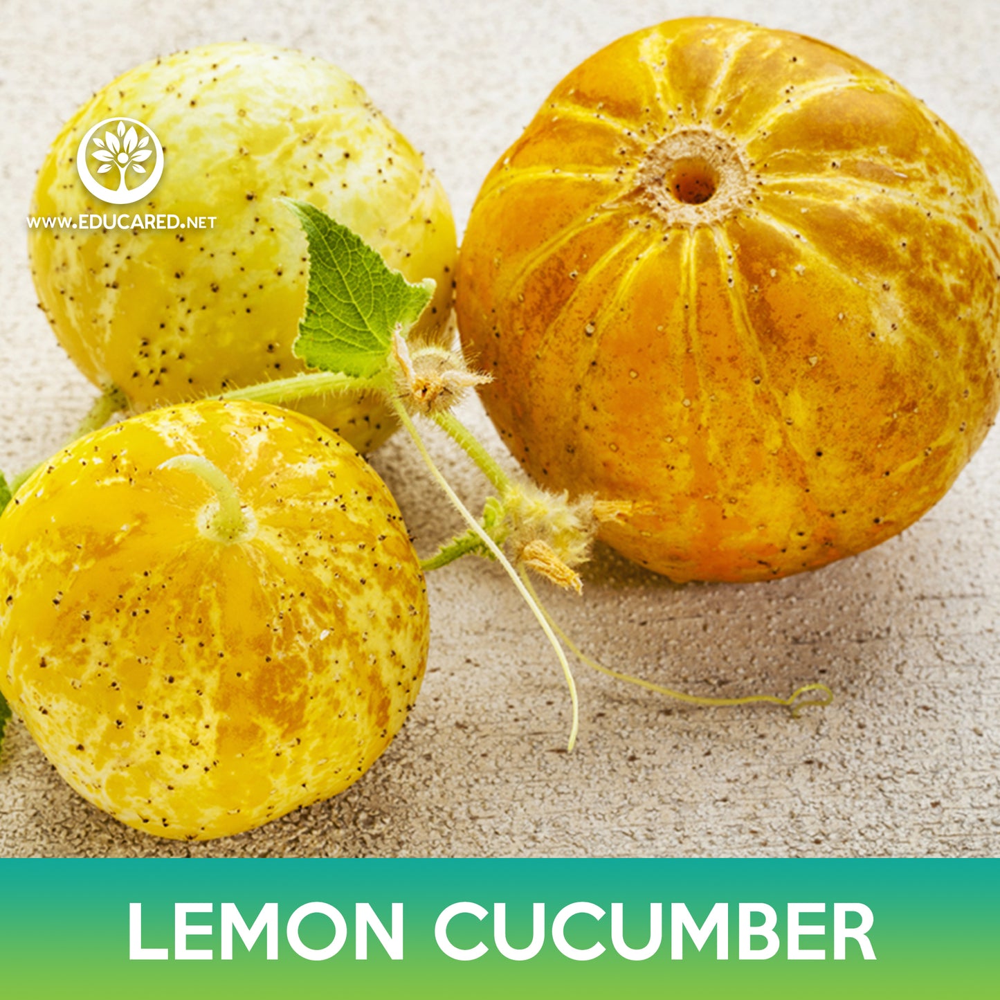 Lemon Cucumber Seeds