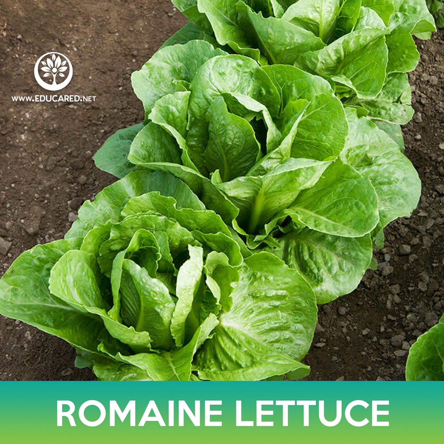 Parris Island Romaine Lettuce Seeds