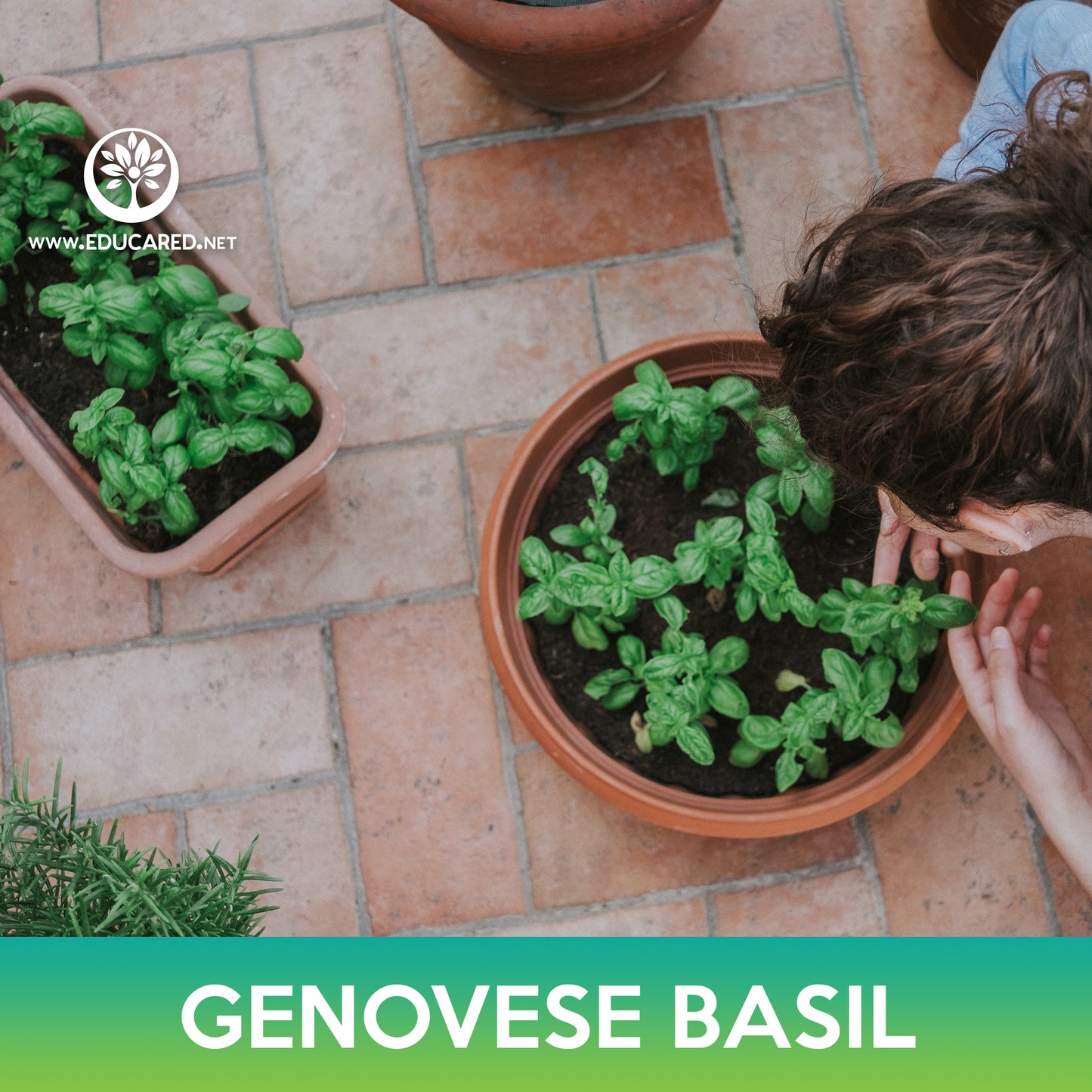 Genovese Basil Seeds