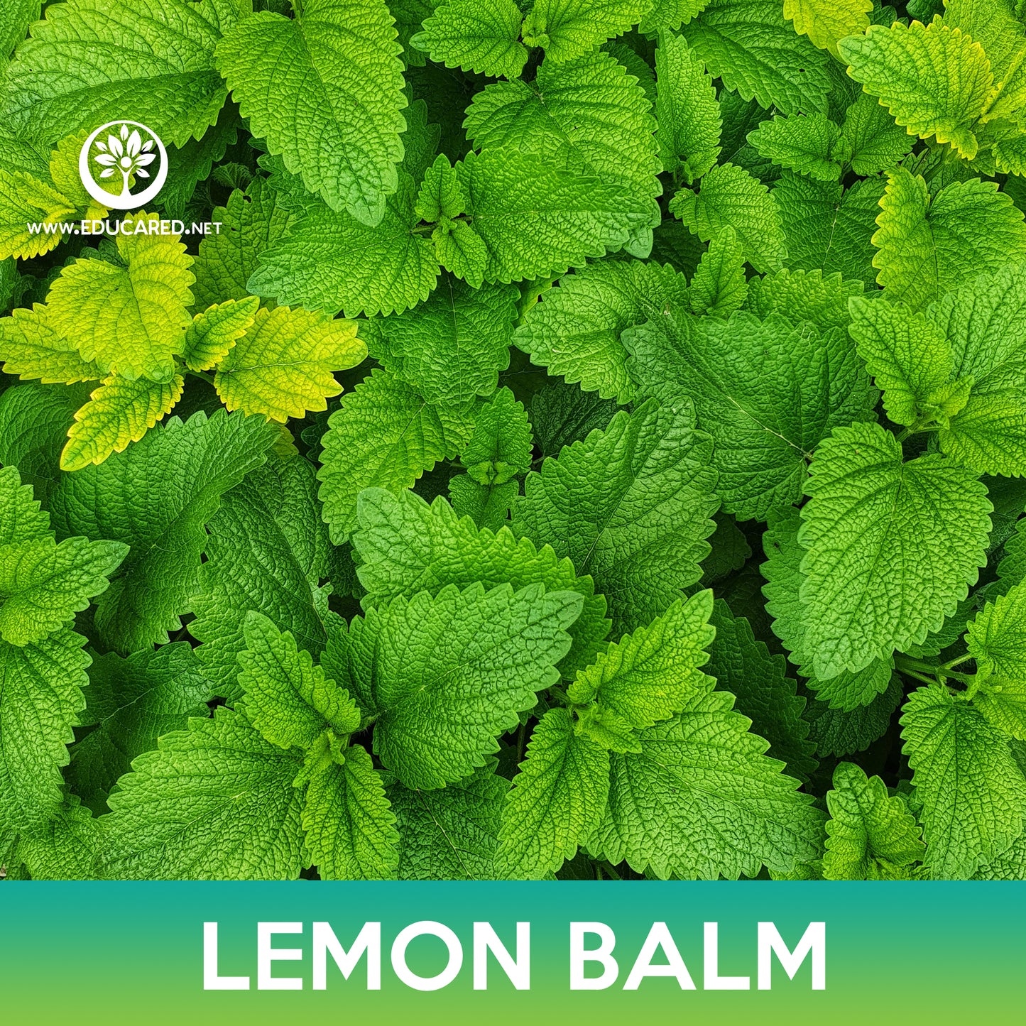 Lemon Balm Seed, Melissa Officinalis