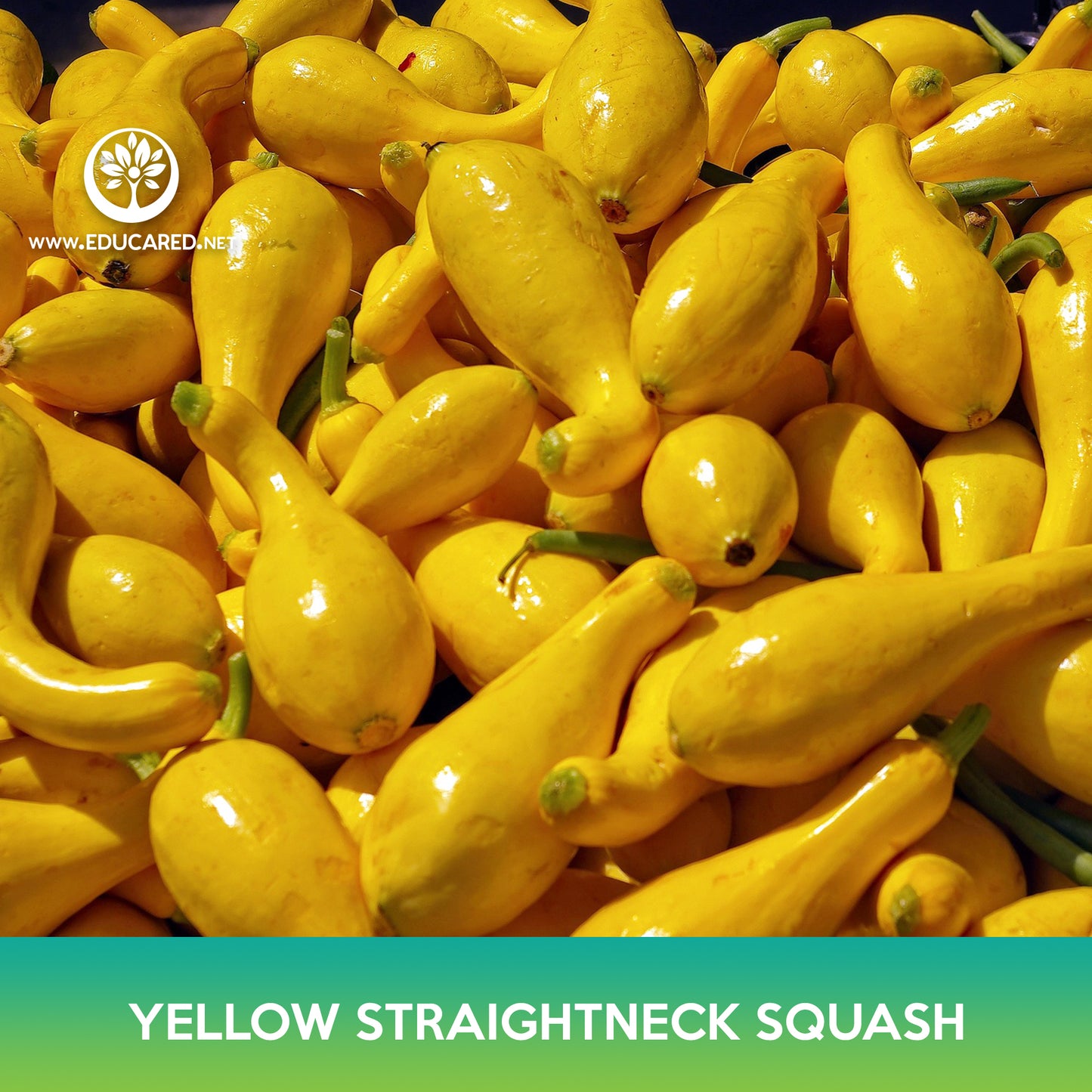 Yellow Straightneck Squash Seeds