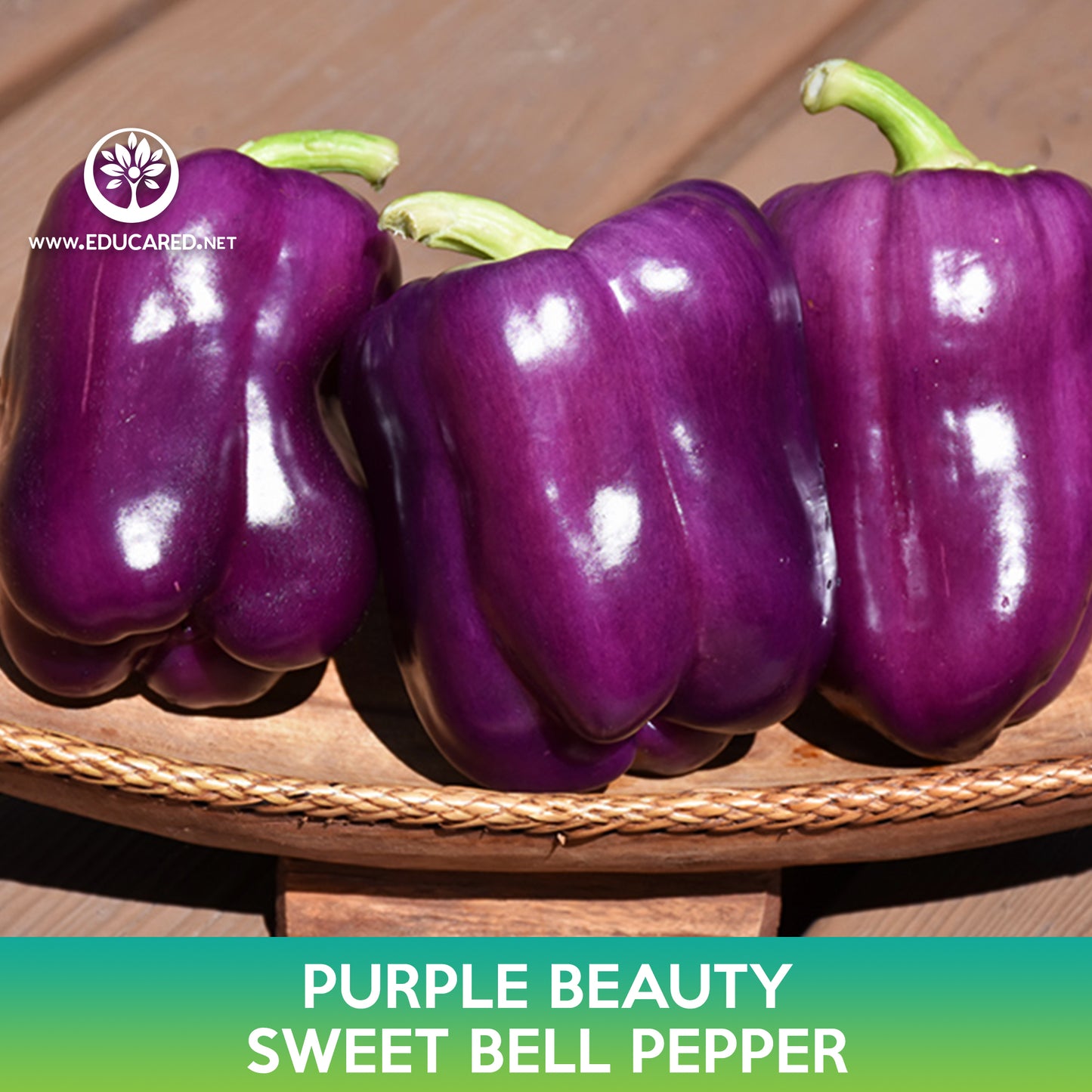 Purple Beauty Sweet Bell Pepper Seeds