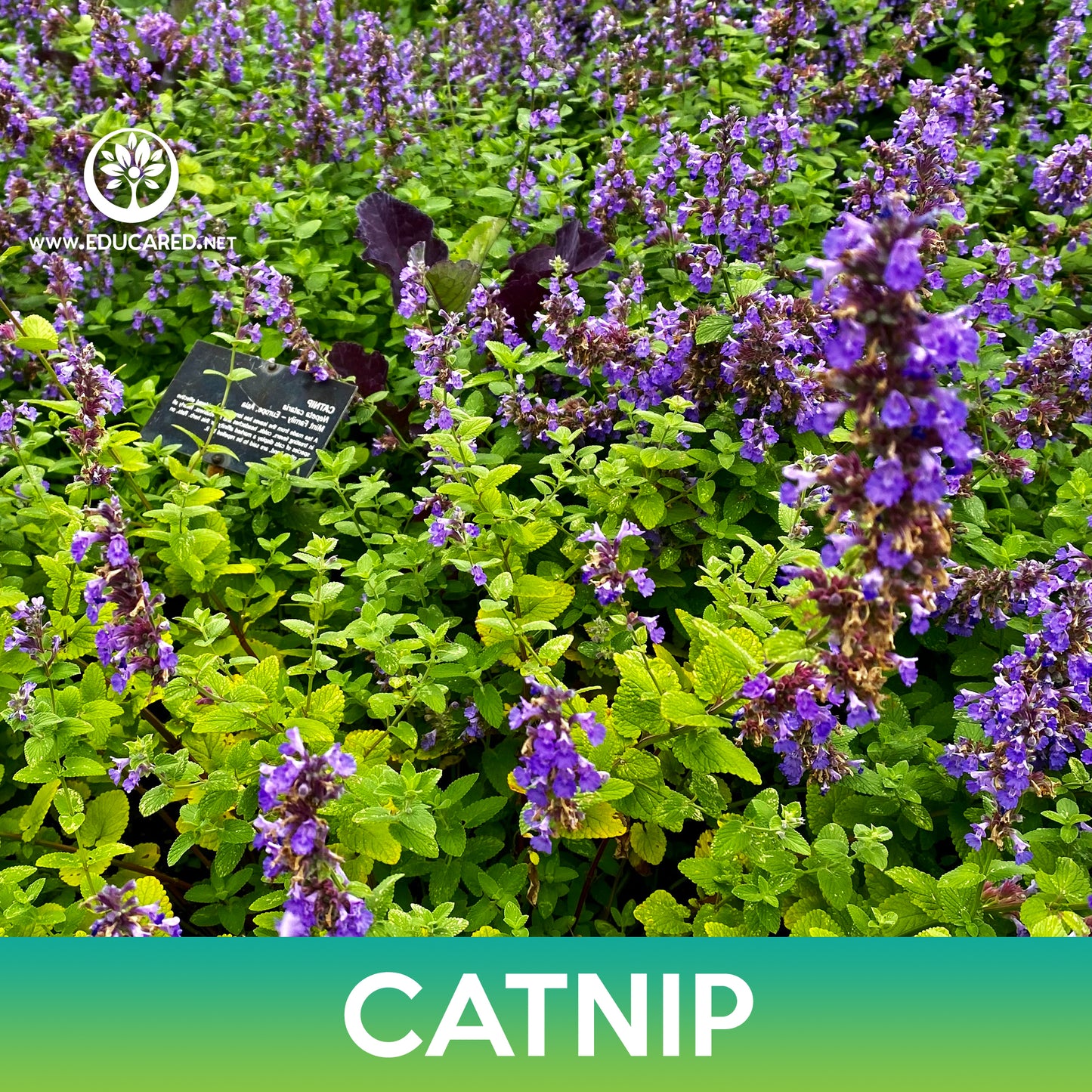Catnip Seeds, Catmint, Nepeta Cataria