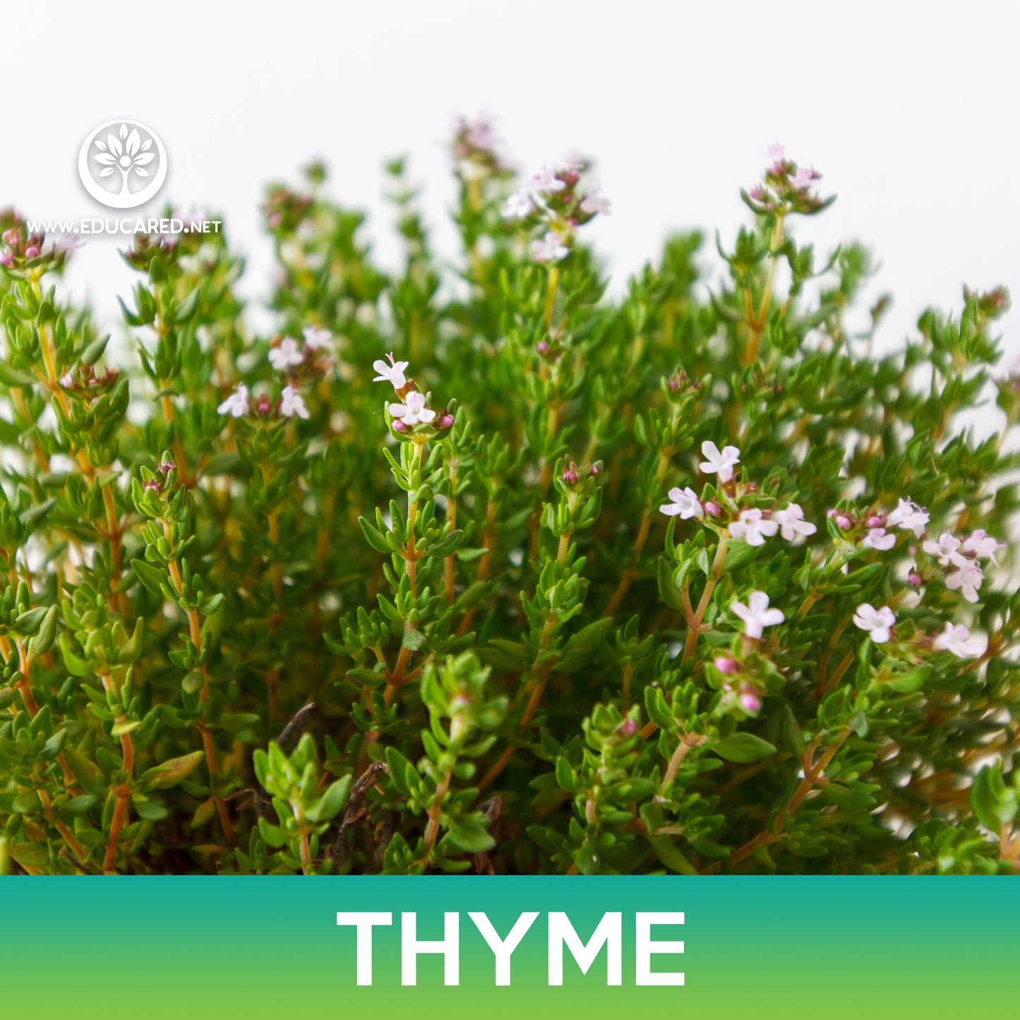 Thyme Seeds, Thymus vulgaris