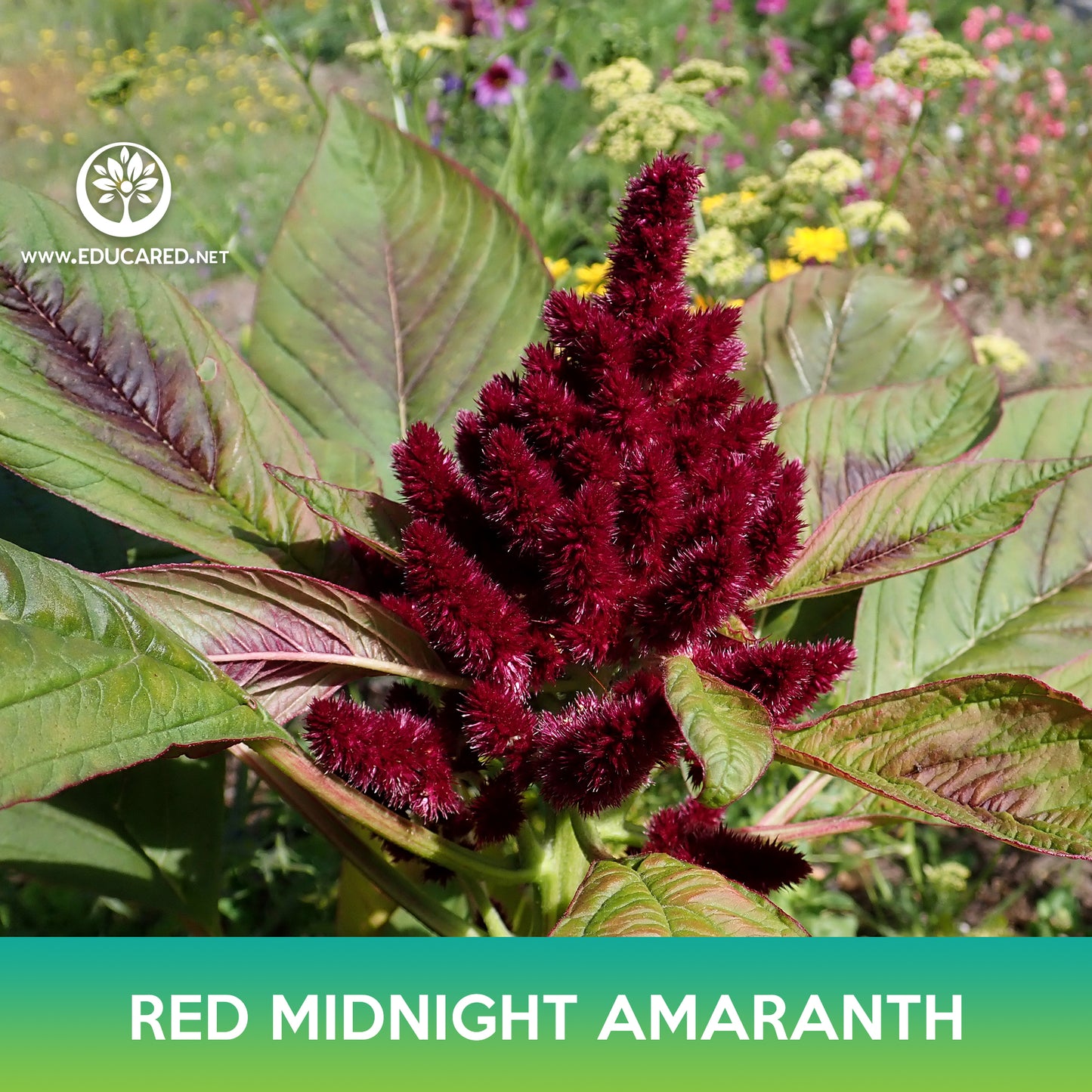 Red Midnight Amaranth Seeds, Amaranthus cruentus