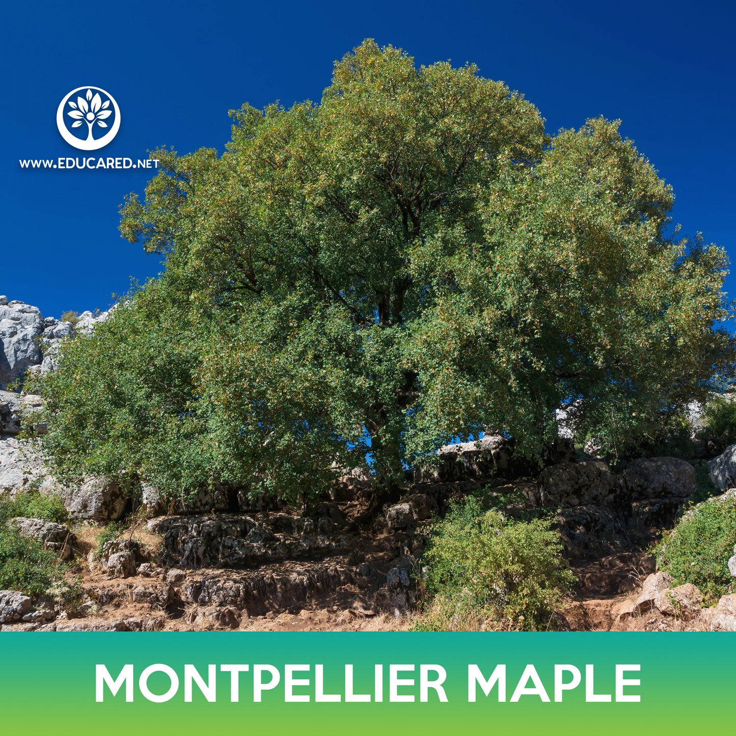 Montpellier Maple Seeds, Acer monspessulanum