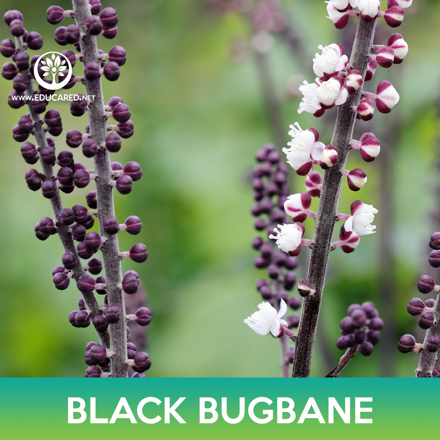 Black Bugbane Seeds