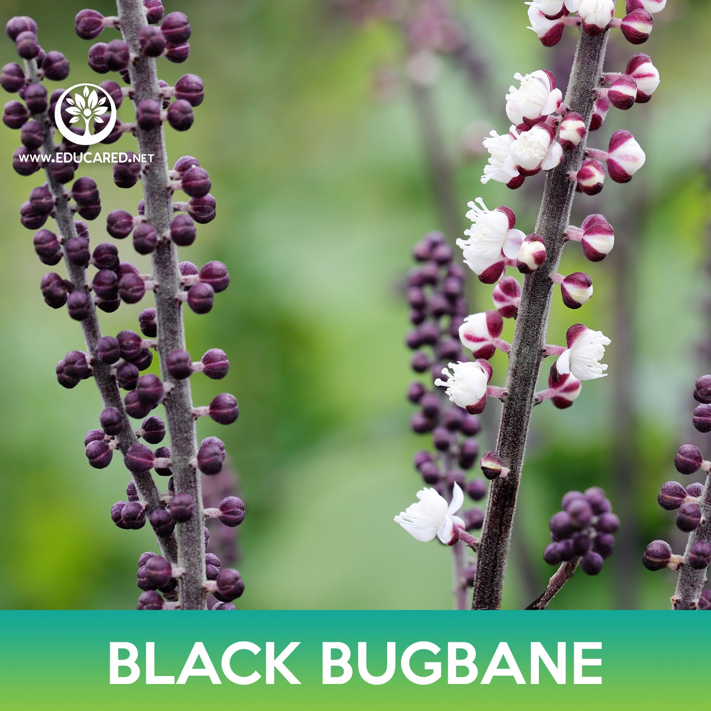 Black Bugbane Seeds, Cimicifuga Ramosa Atropurpurea