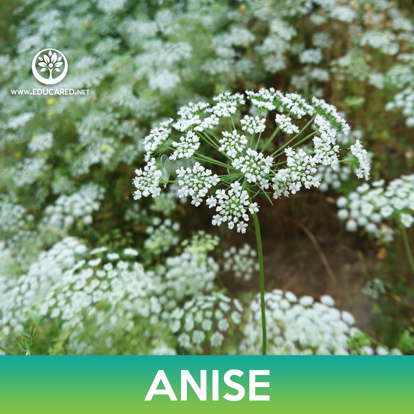 Anise Seeds, Pimpinella Anisum