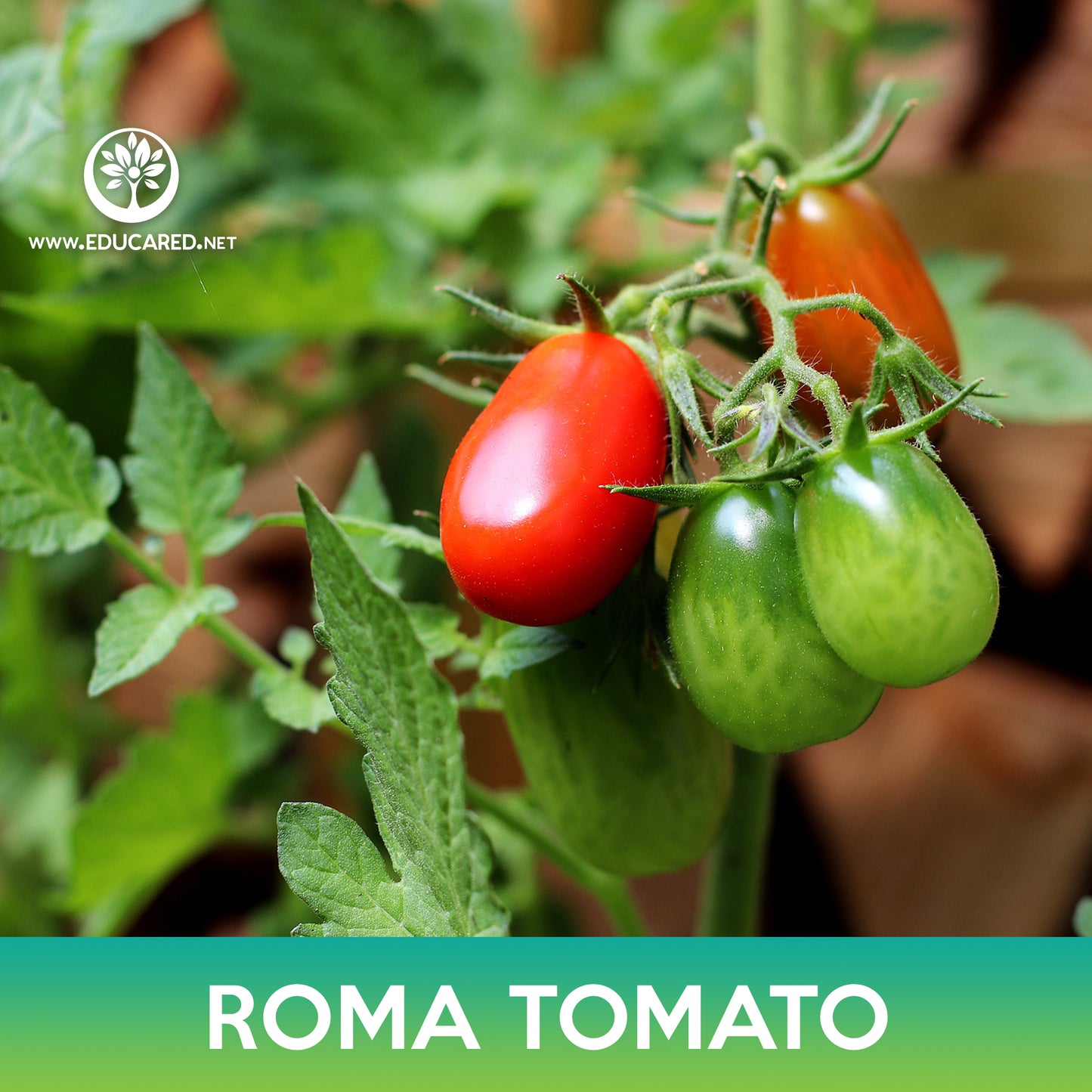 Roma Tomato Seeds