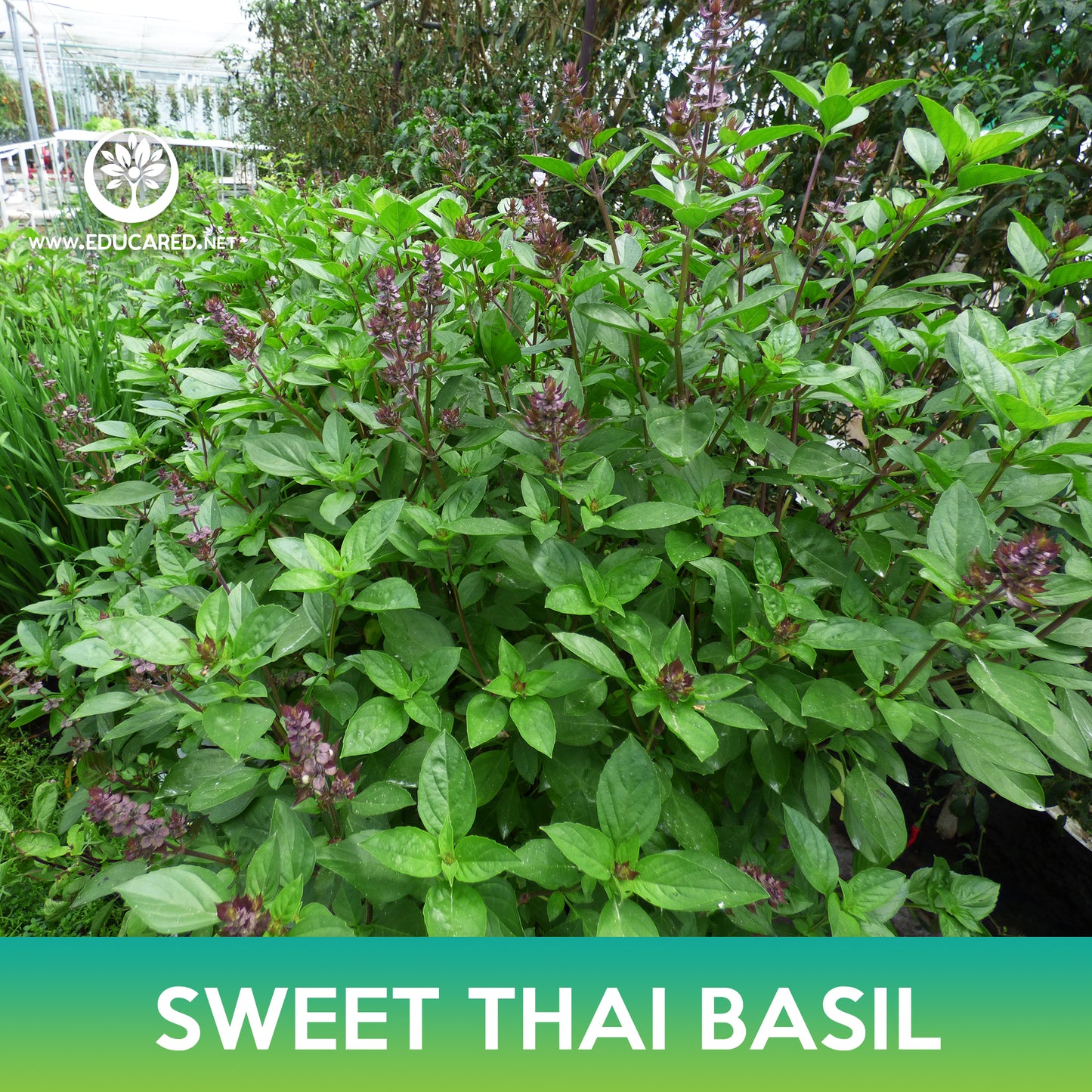 Sweet Thai Basil Seeds