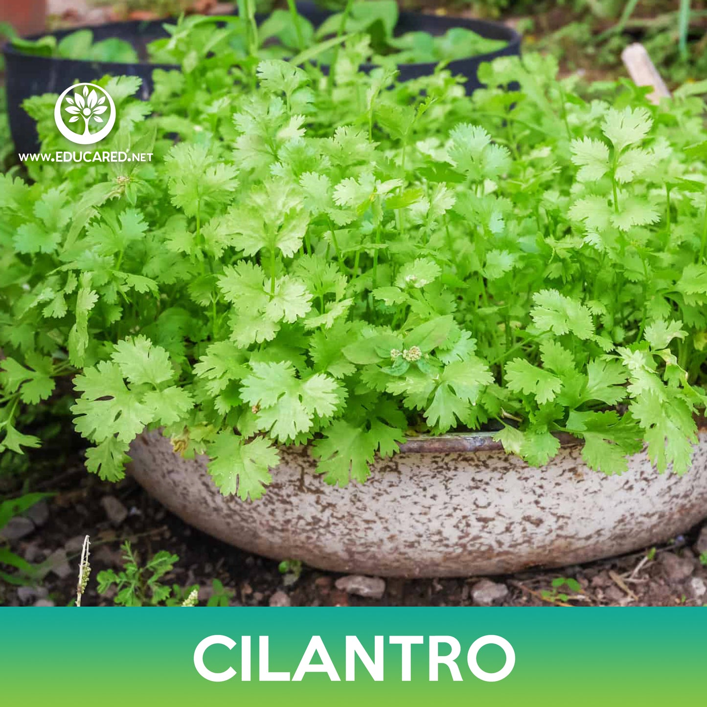 Cilantro Seeds, Coriander