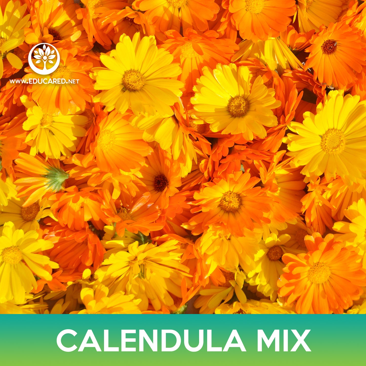 Calendula Mix Seeds