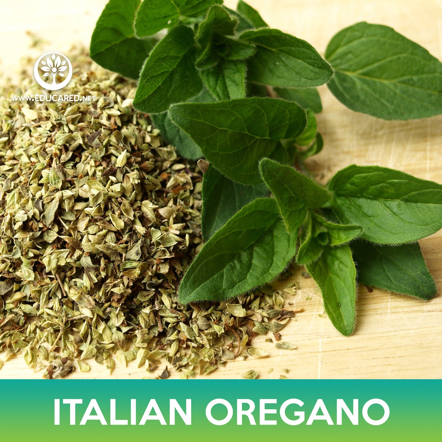 Italian Oregano Seeds