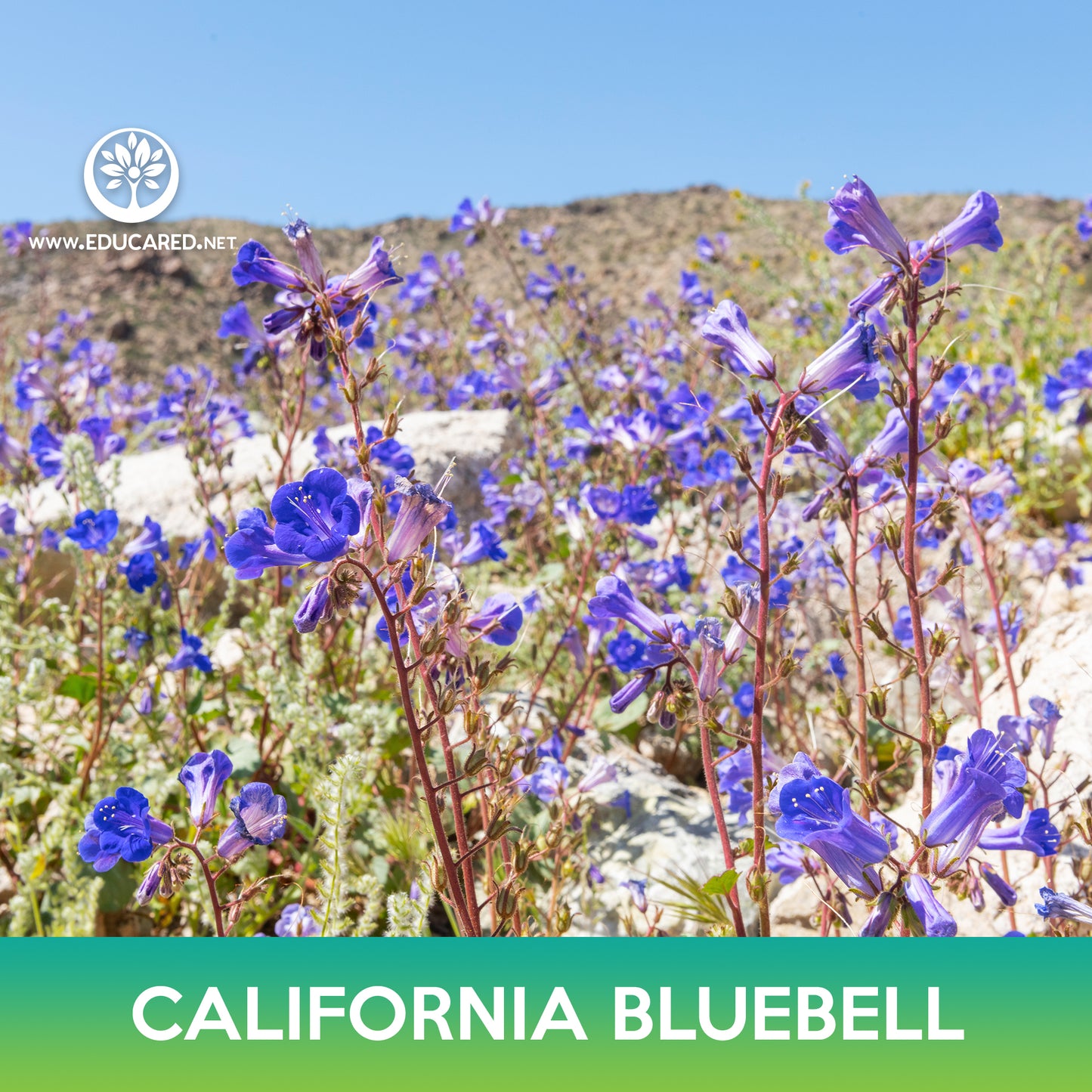 California Bluebell Seeds, Desert Bluebells
