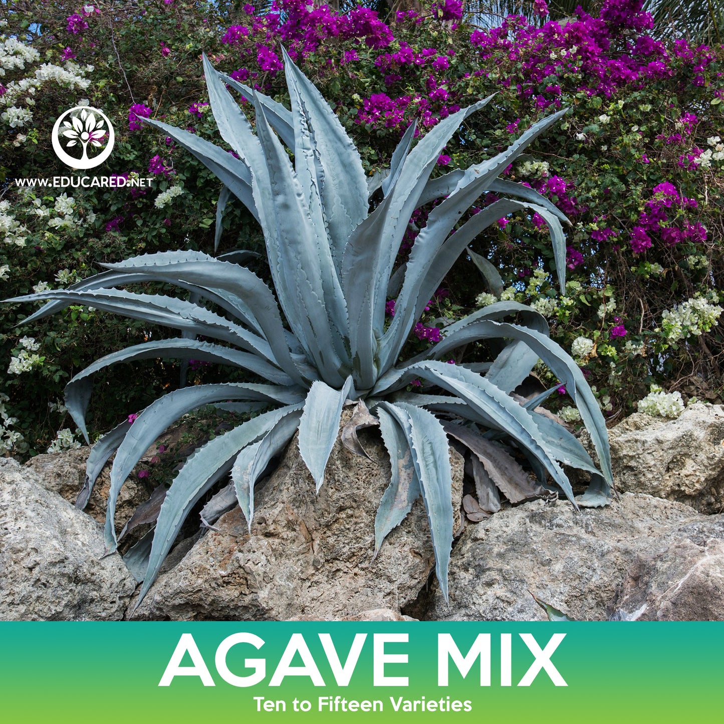 Agave Succulent Mix Seeds