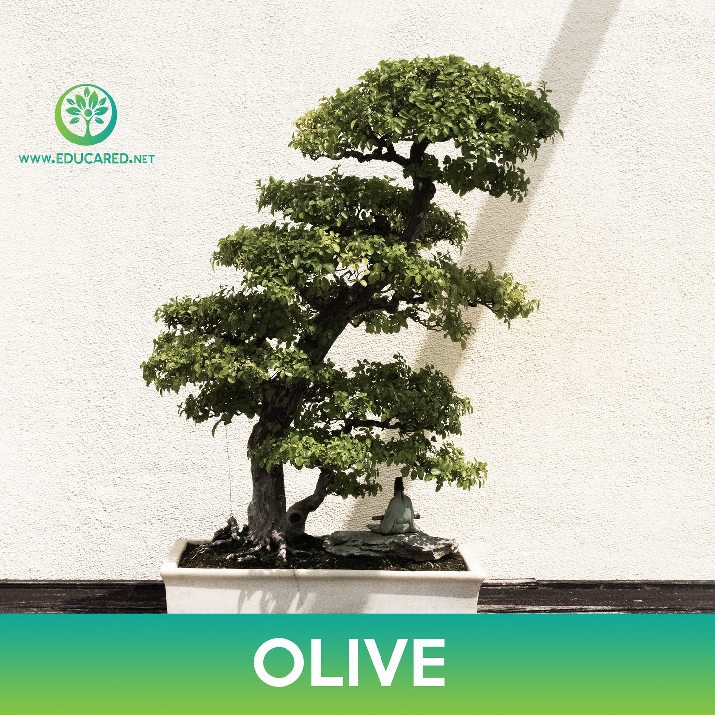 Olive Tree Seeds
