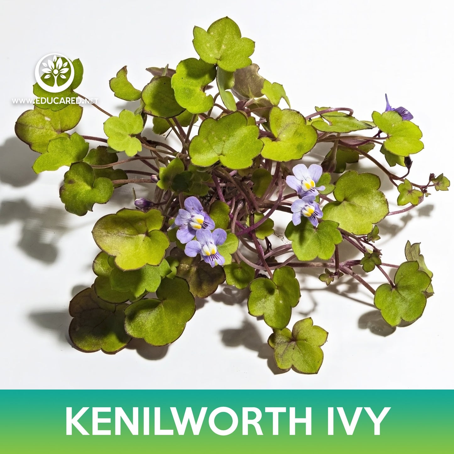 Kenilworth Ivy Seeds