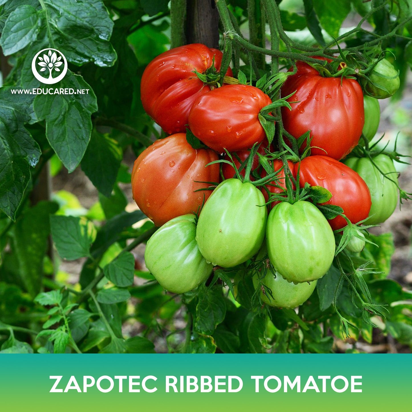 Zapotec Oaxacan Ribbed Tomato Seeds