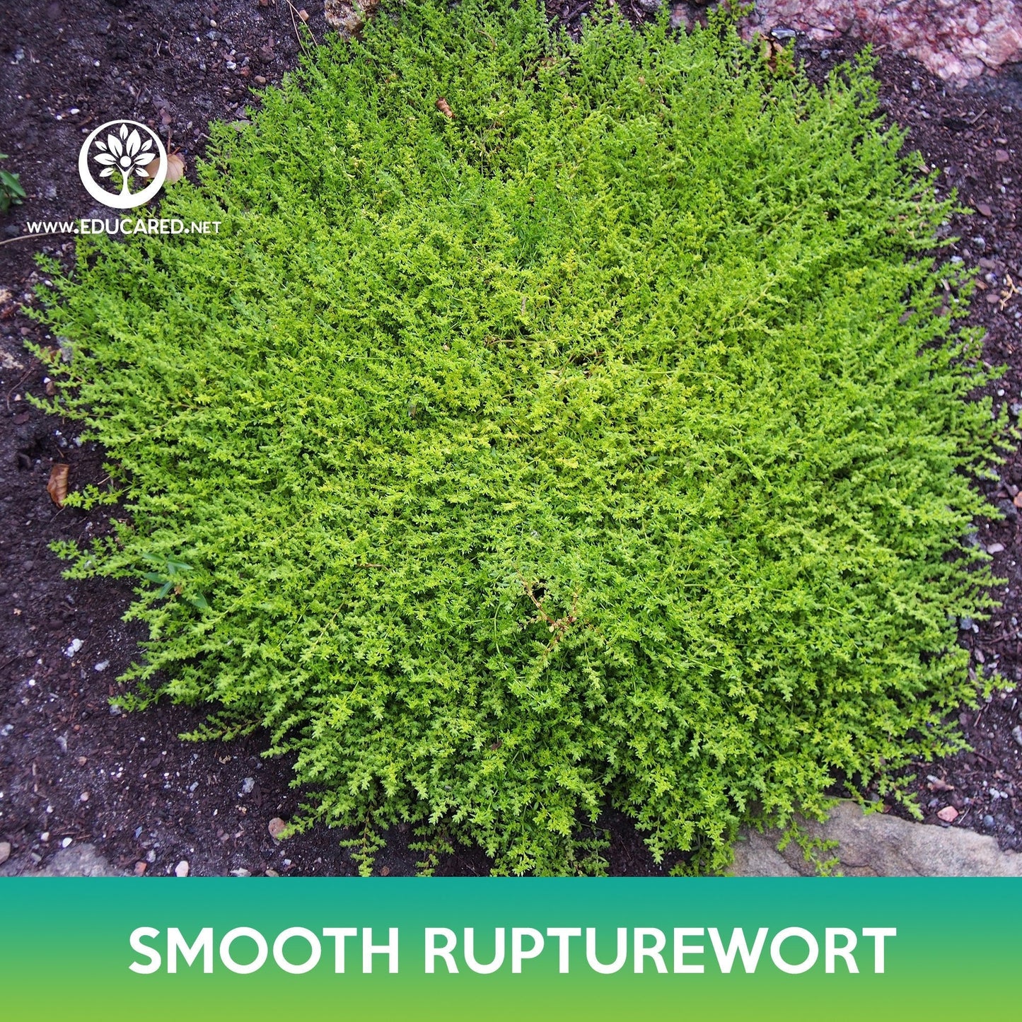 Smooth Rupturewort Groundcover Seeds, Green Carpet, Herniaria Glabra