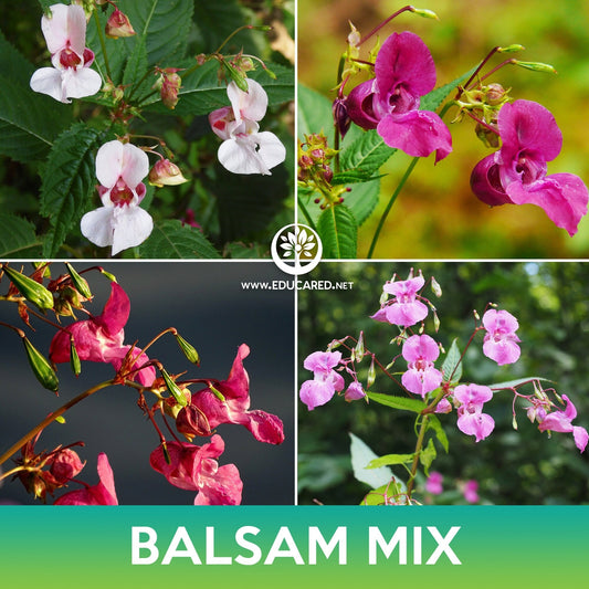 Balsam Flower Mix Seeds, Impatiens balsamina