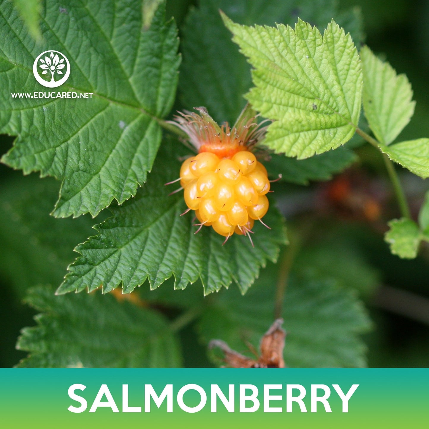 Salmonberry Seeds