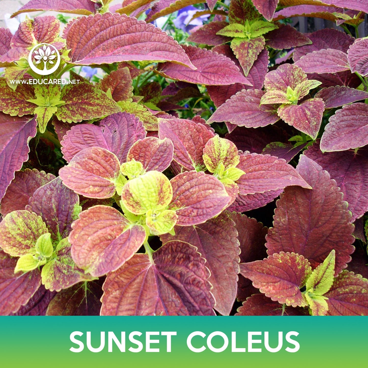 Sunset Coleus Seeds