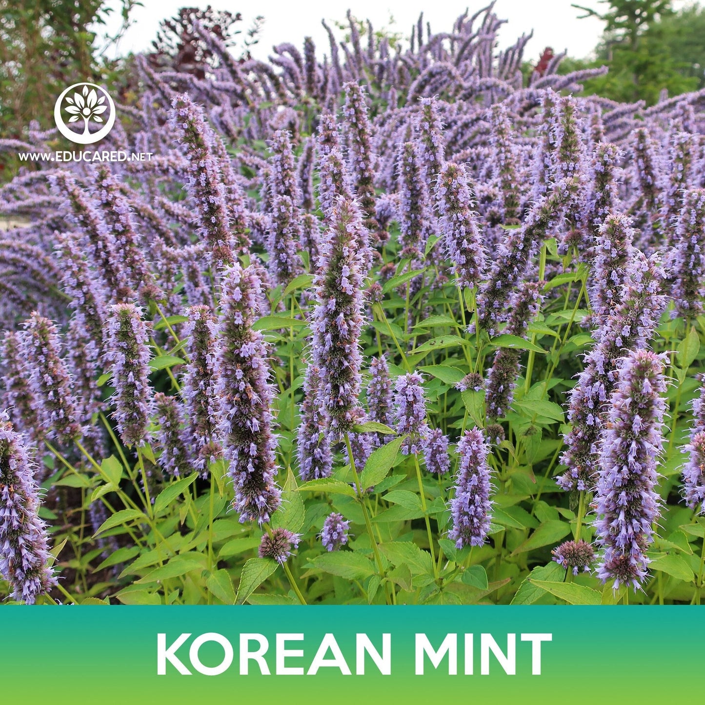 Korean Mint Seeds, Purple Giant Hyssop