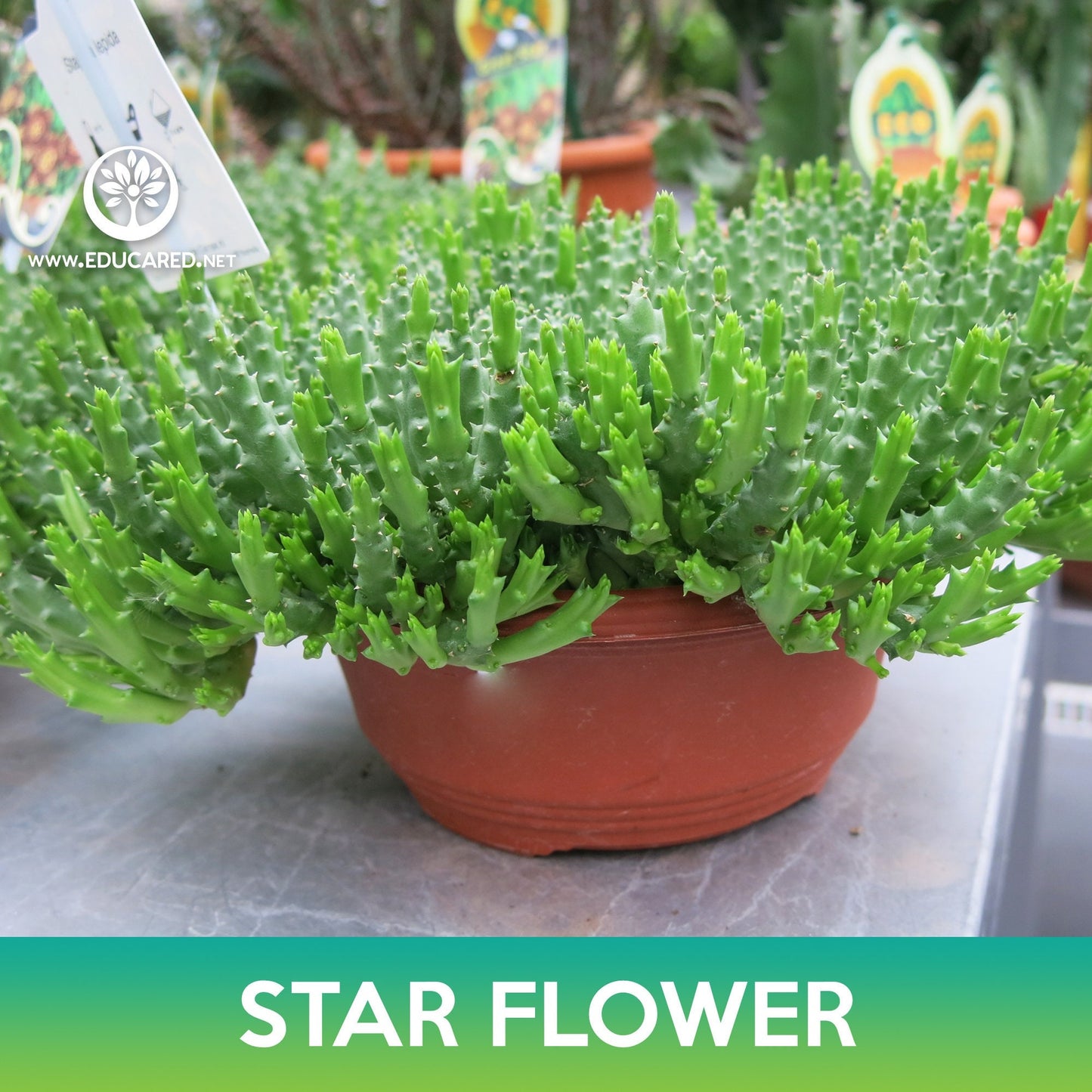 Star Flower Cactus Seeds