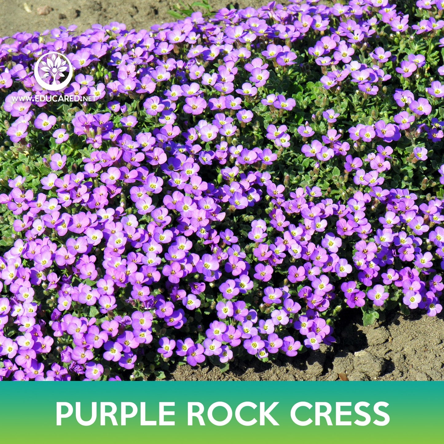 Purple Rock Cress Seeds, Aubrieta deltoidea