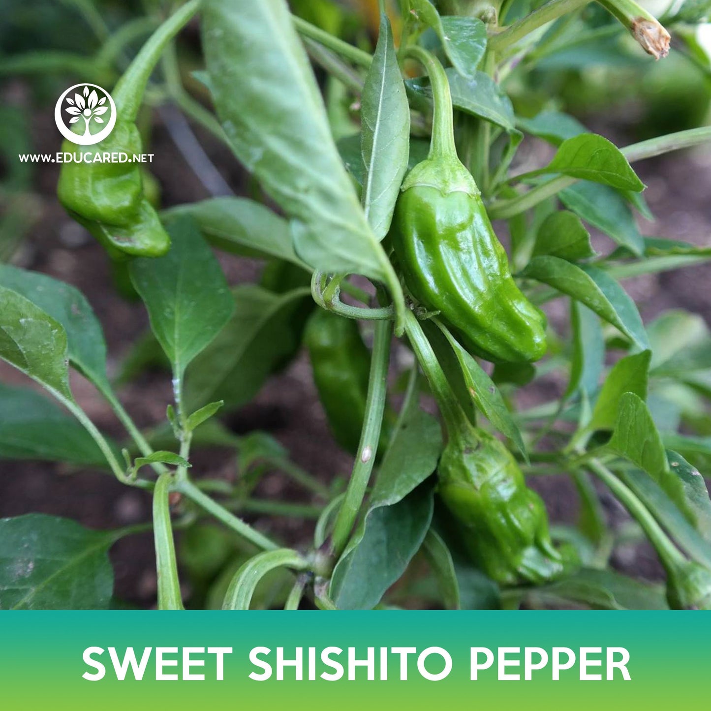 Sweet Shishito Pepper Seeds