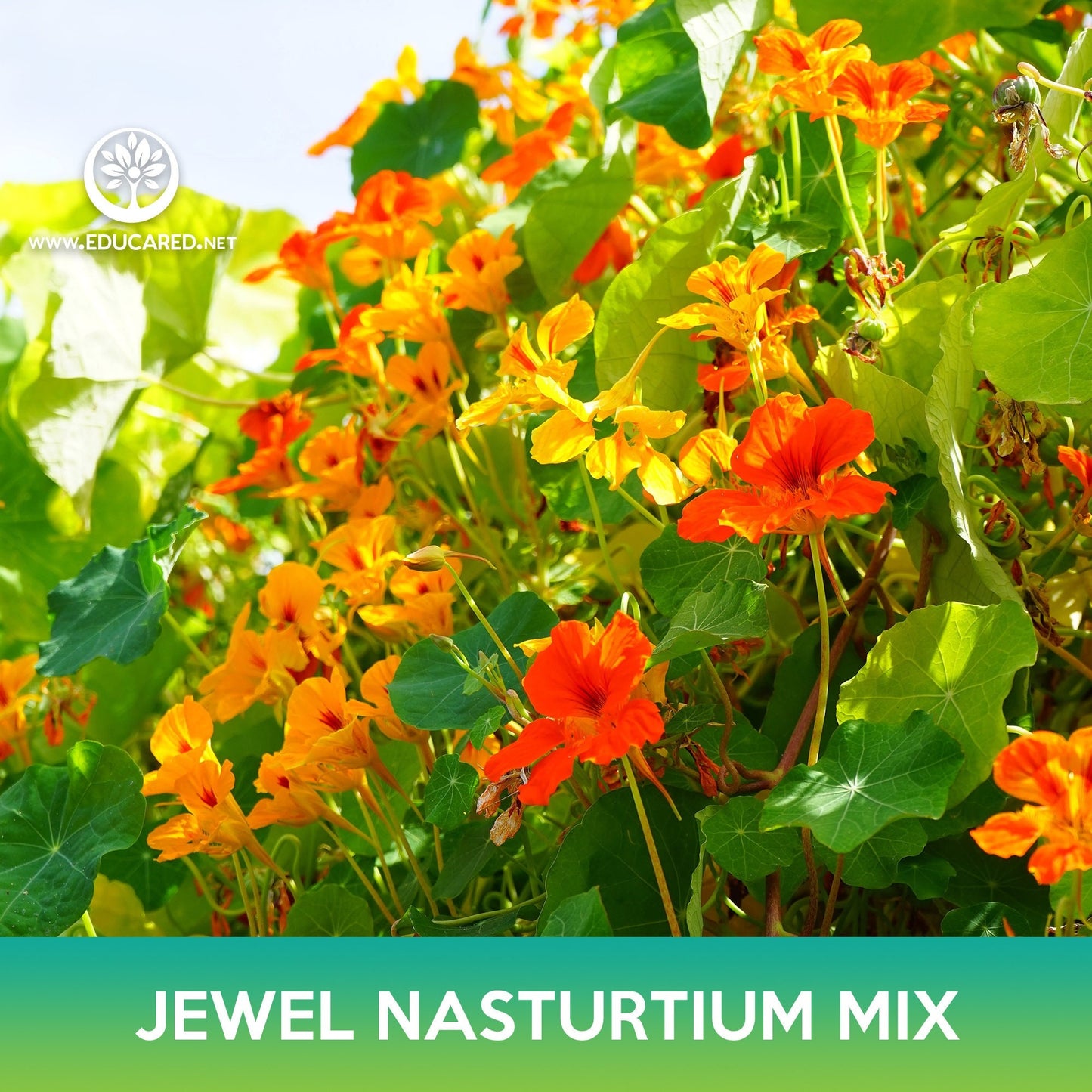 Jewel Nasturtium Flower Mix Seeds, Tropaeolum nanum